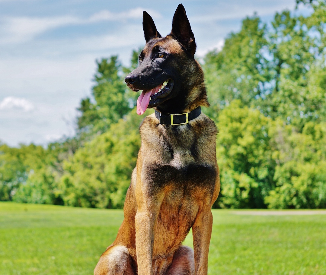 beligian-malinois-jester.jpg photo