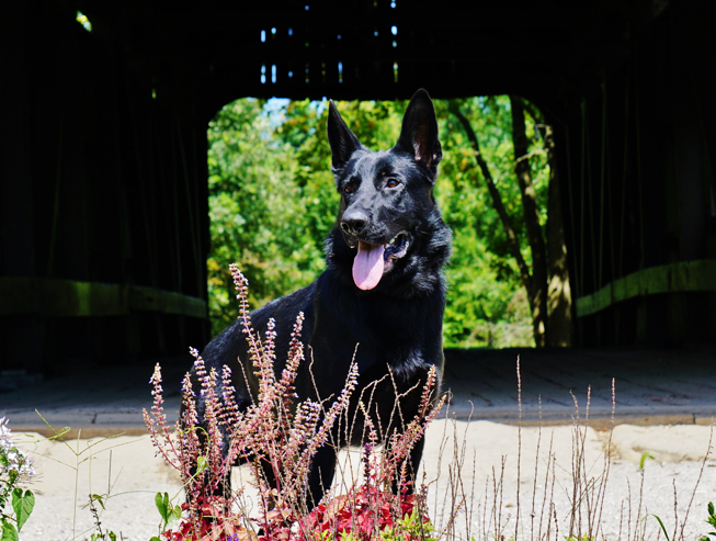 653-493-bree.jpg photo