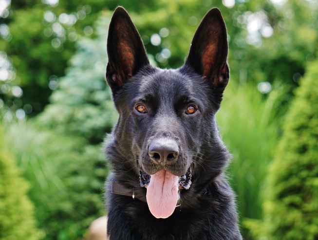 german-shepherd-security.jpg photo
