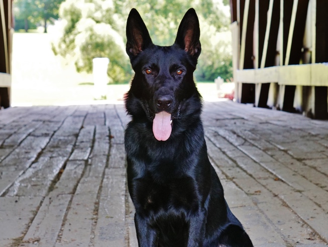 jorick-653-493-dog.jpg photo