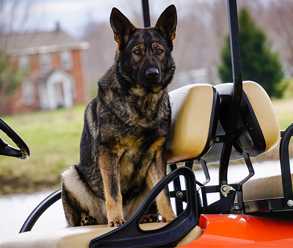 kacy_german_shepherd_1.jpg photo