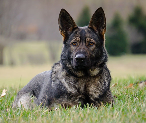 kacy_german_shepherd_2.jpg photo