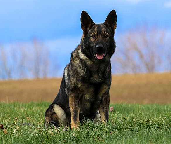 kacy_german_shepherd_3.jpg photo