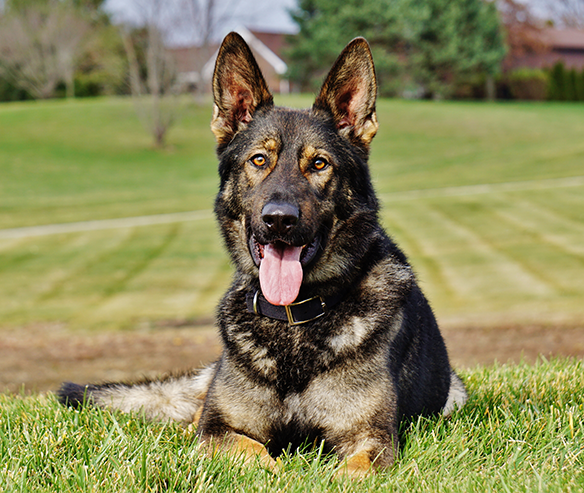 german-sheperd-mikey-sq.png photo