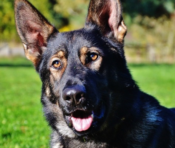 german-sheperd-proection-dog-mikey-sq.png photo