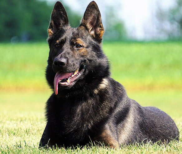 ory_german_shepard_sq-2.jpg photo