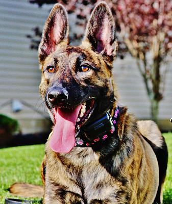riley-dog1.jpg photo
