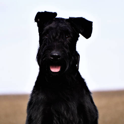 uran-giant-schnauzer-sq.jpg photo
