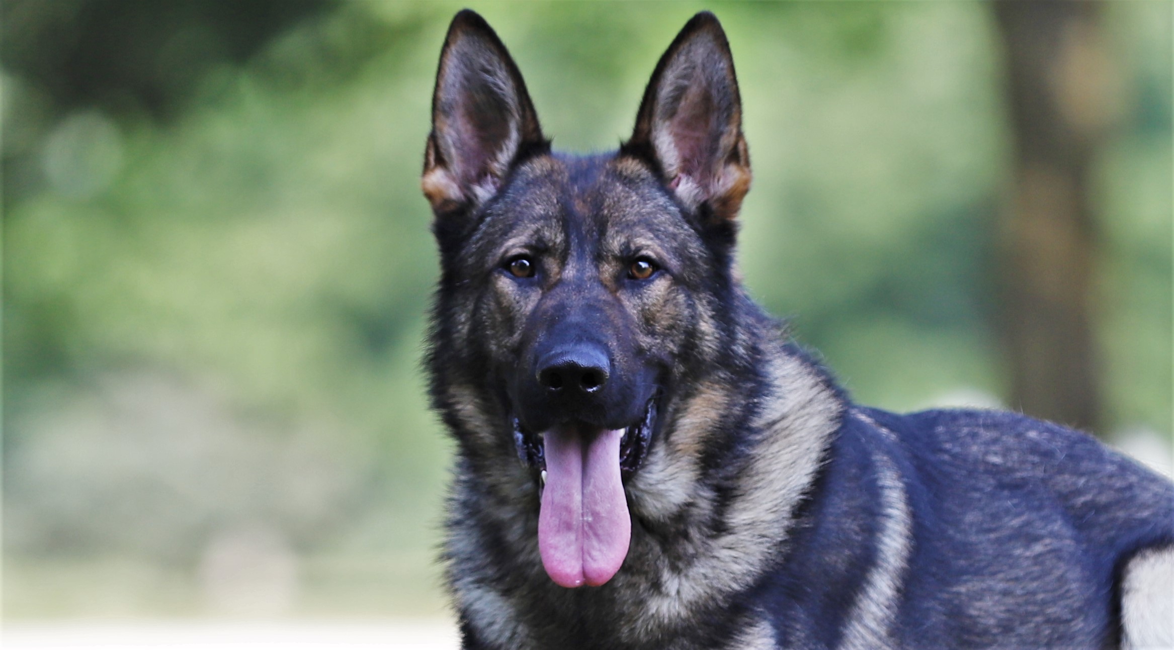 About Priority One Canine: Elite Protection Dogs for Real-World Security