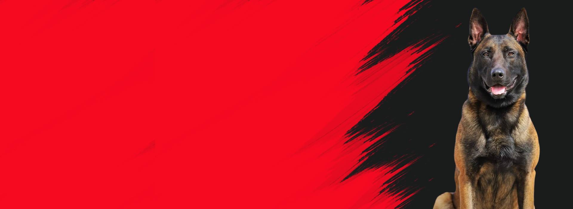 Fully Trained Protection Dogs