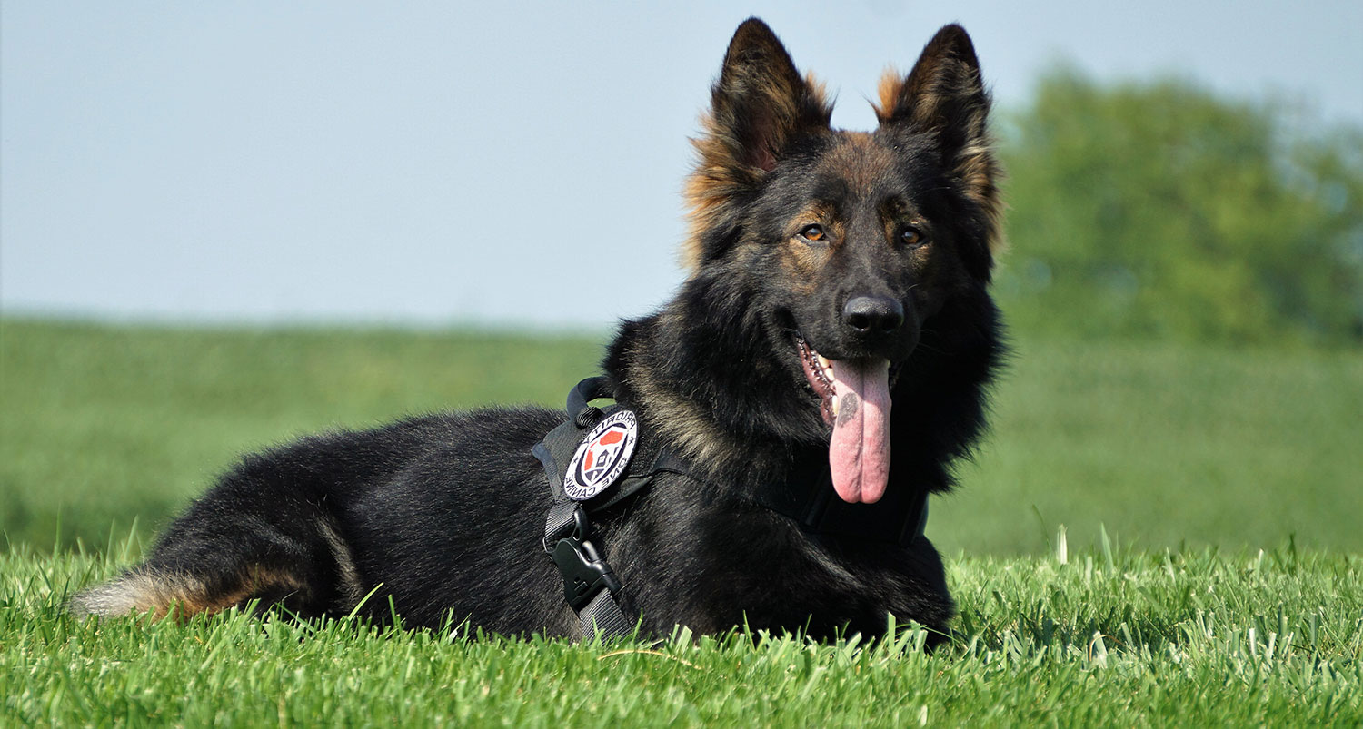 Contact Us About Your Protection Dog Needs