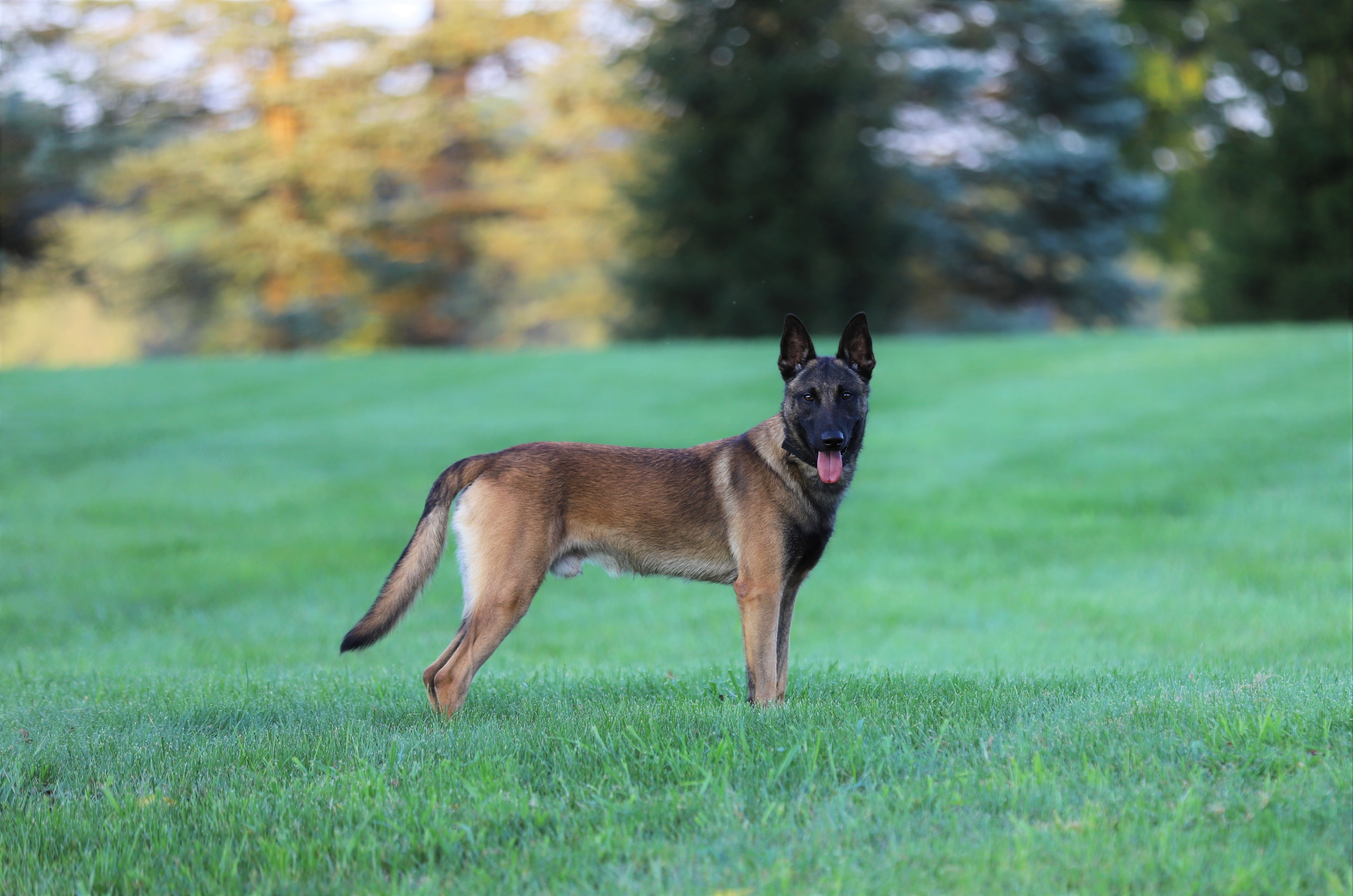 Elite Executive Protection Dogs