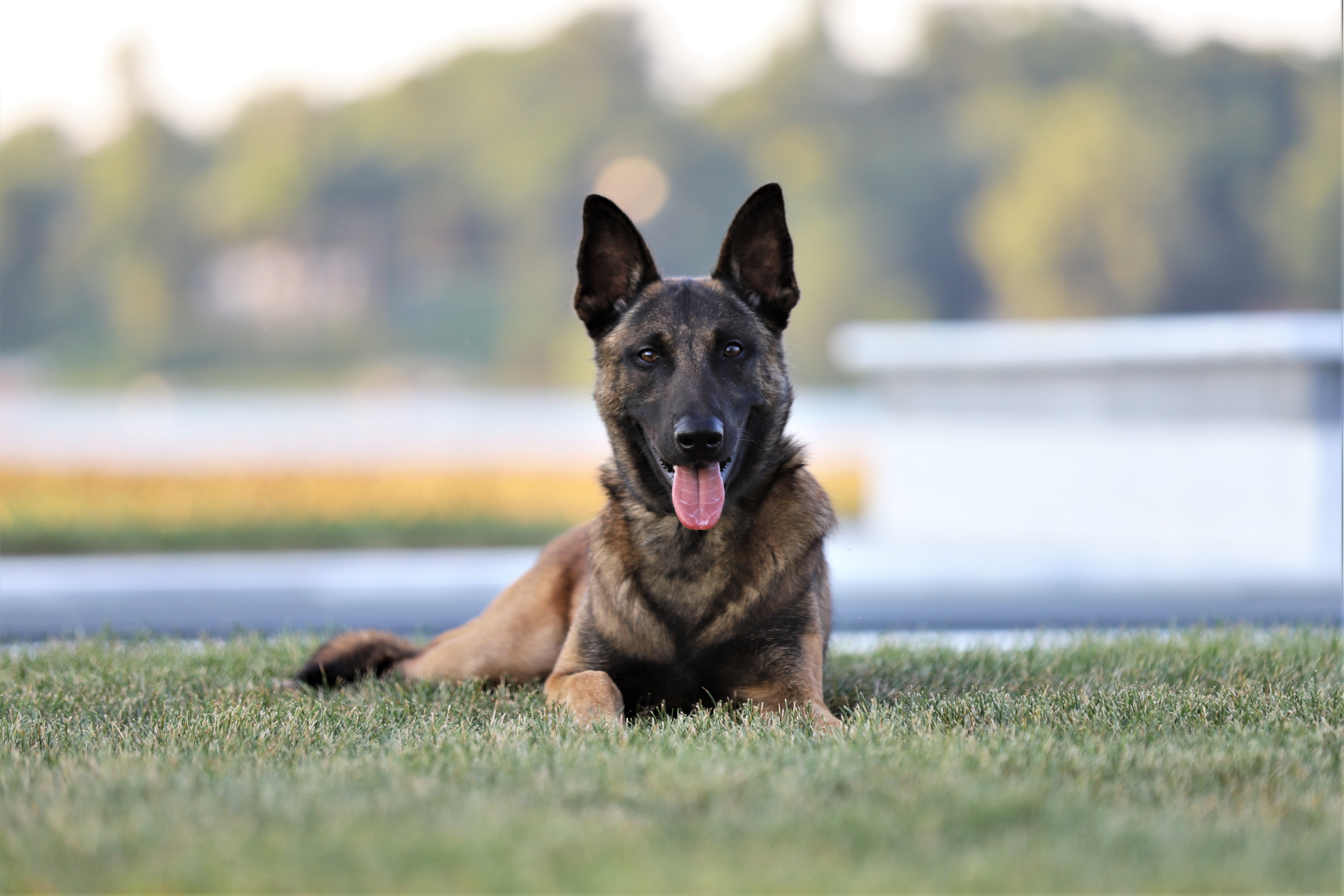 Elite Protection Dogs for Home and Personal Security