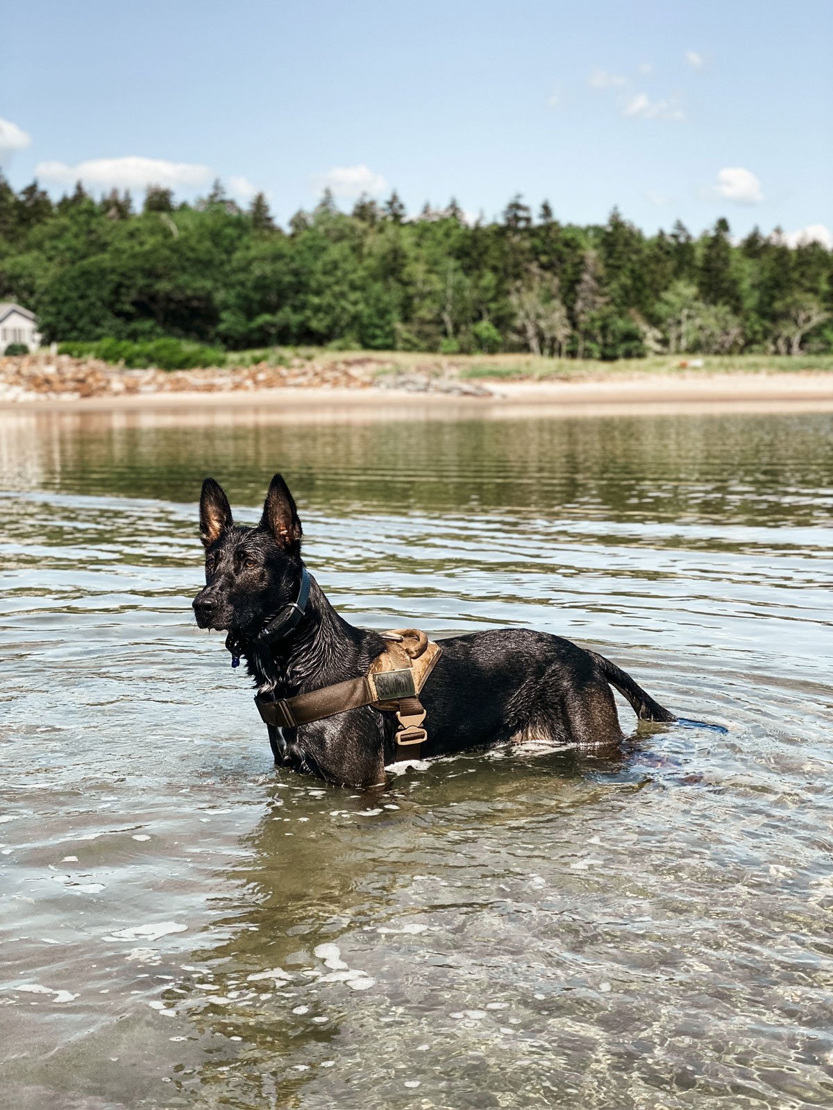 See Our Dogs in Action