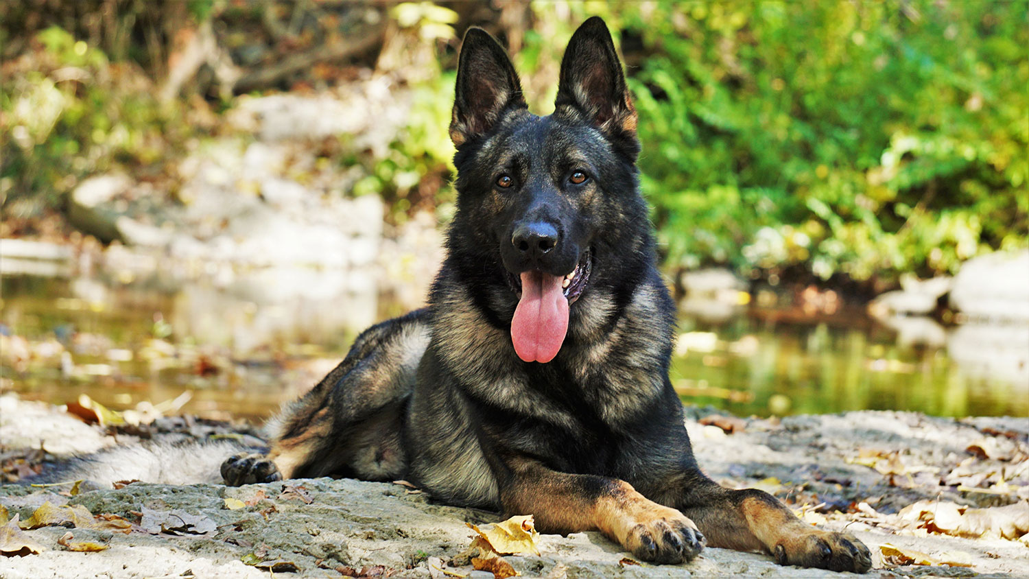 Why Priority One Canine Sets the Standard for Elite Protection Dogs