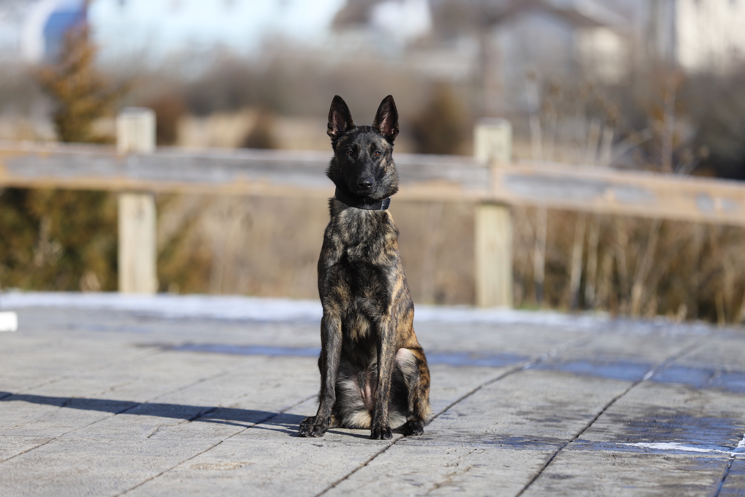 Dutch Shepherd