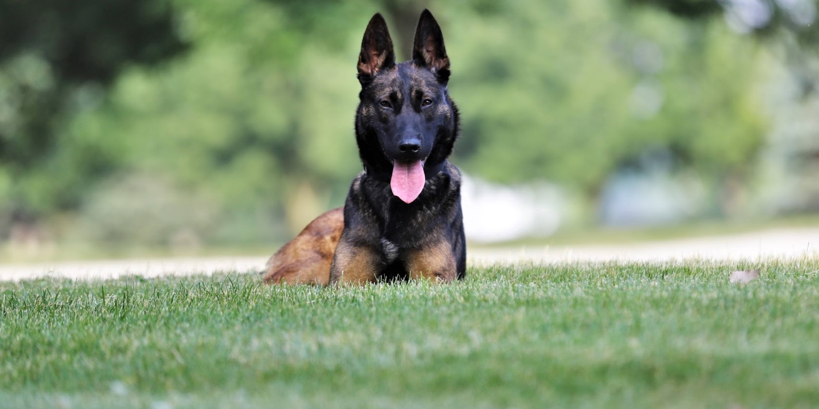 Protection Dog Services