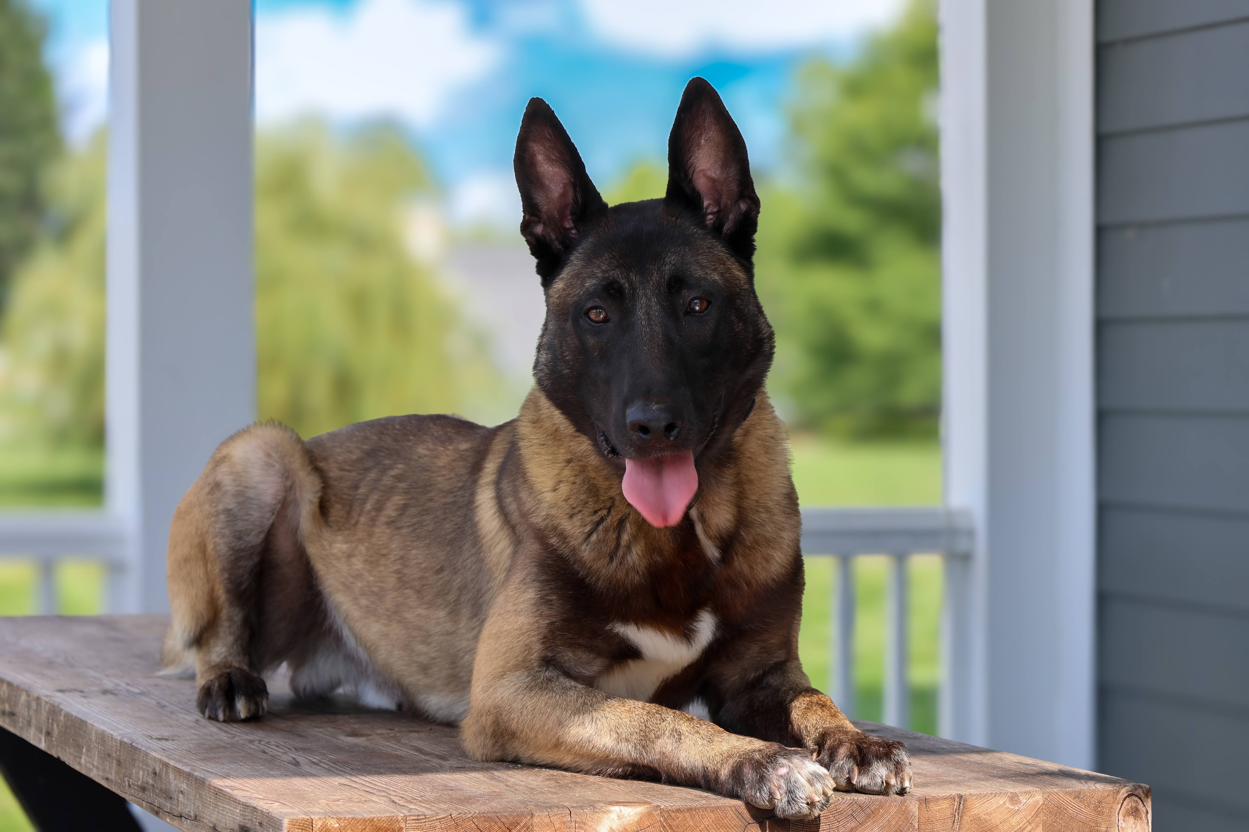 Recently Delivered Protection Dogs
